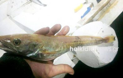 Ψαράς στη Χαλκιδική ψάρεψε «χρυσό» μπακαλιάρο (ΦΩΤΟ)