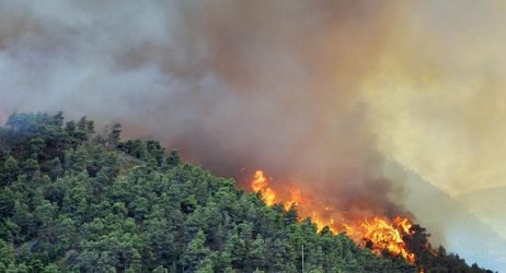 Τύρναβος: Κάηκαν πάνω από 320 πρόβατα σε πυρκαγιά