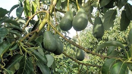 Προϊόντα από ελληνικό αβοκάντο στις αγορές