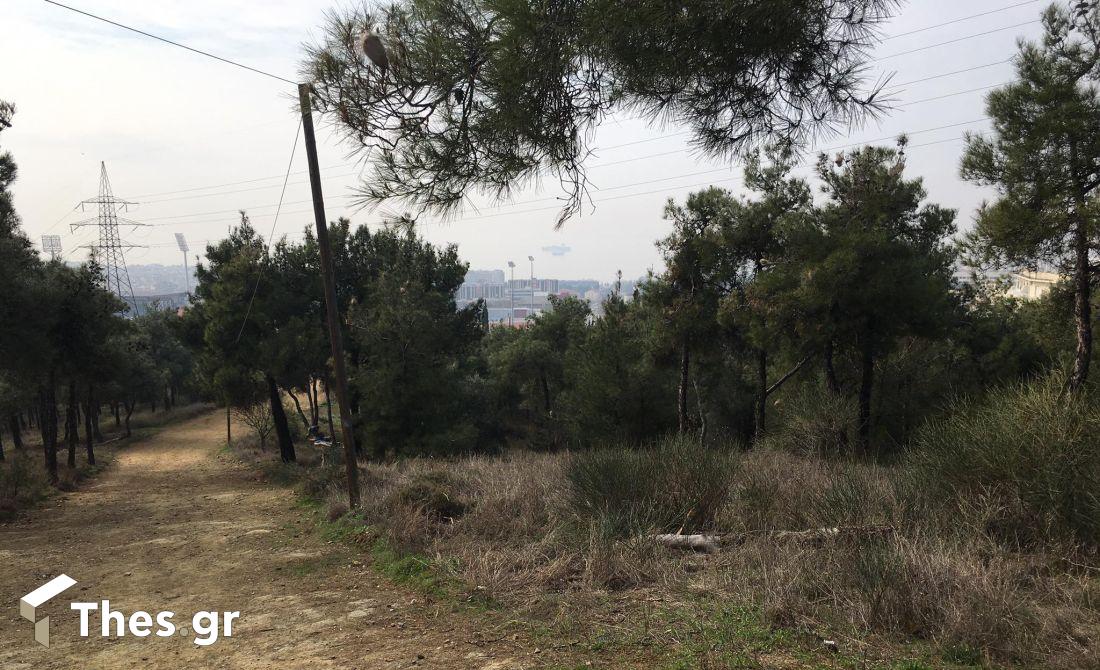 δάσος δέντρα ακαθάριστα οικόπεδα