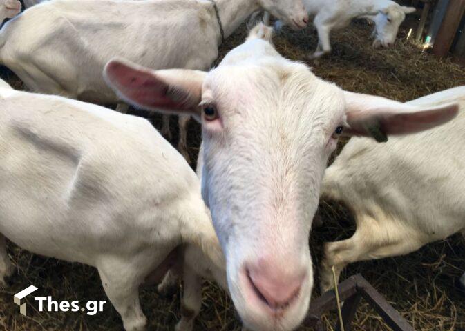 Θεσσαλονίκη: Κατάσχεσαν κατσίκι από την καρότσα φορτηγού επειδή δεν είχε χαρτιά (ΒΙΝΤΕΟ)