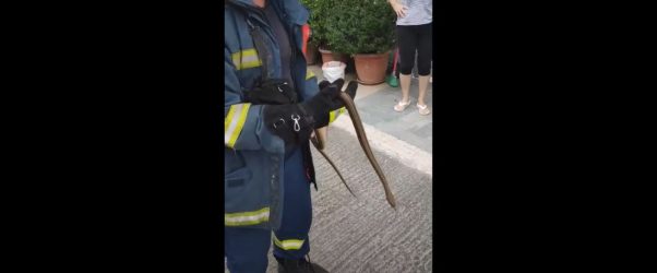 Πυροσβέστης απομάκρυνε με τα χέρια του φίδι από σπίτι στη Λάρισα (ΒΙΝΤΕΟ)