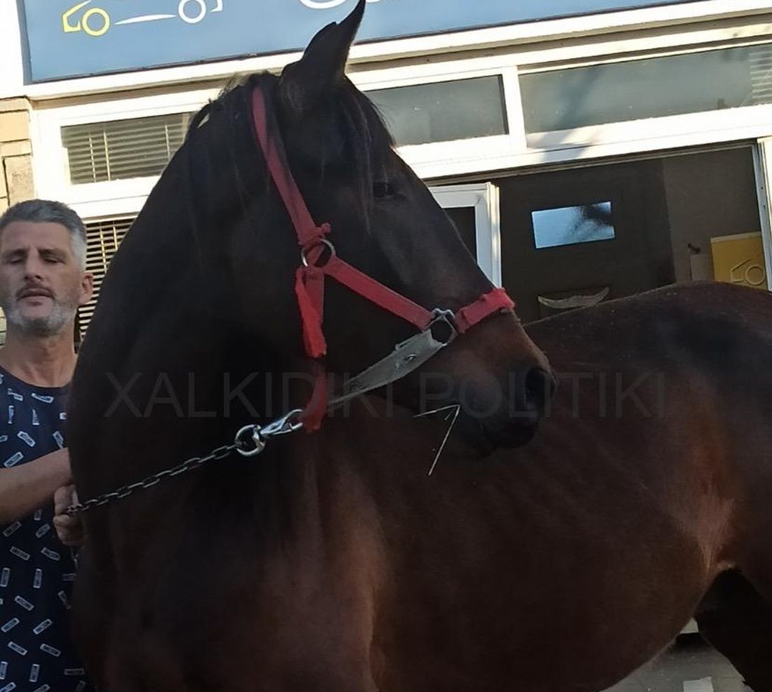 Χαλκιδική άλογο Νικήτη