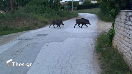 αγριογούρουνα Θεσσαλονίκη