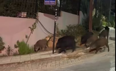 αγριογούρουνα Πανόραμα