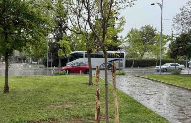 δήμος Θεσσαλονίκη δέντρα